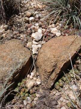 Image of Anacampseros decapitata Burgoyne & J. van Thiel