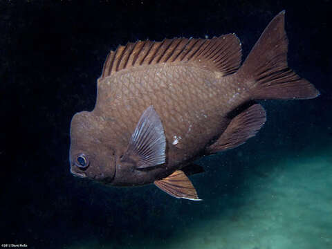 Image of Three-spot chromis