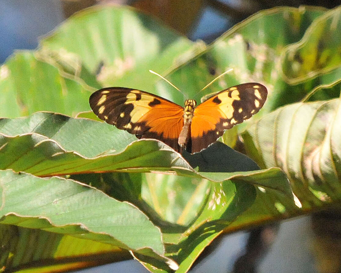 Image of Heliconius hecale melicerta