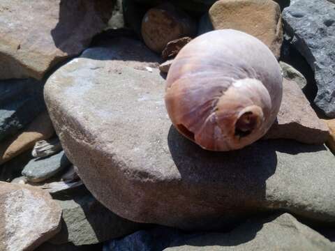 Image of Kurile moon snail