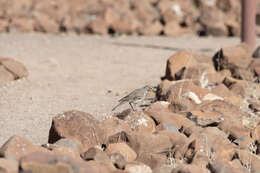 Image of Karoo Long-billed Lark