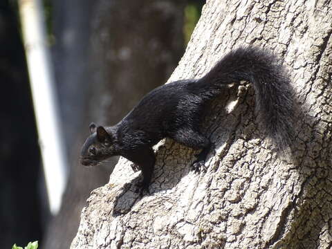 Sciurus aureogaster nigrescens Bennett 1833的圖片