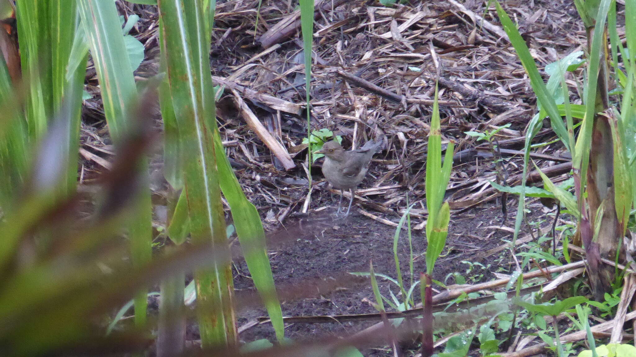 Imagem de Turdus maculirostris Berlepsch & Taczanowski 1884