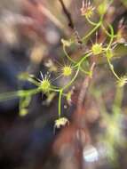 Image de Drosera erythrogyne N. Marchant & Lowrie