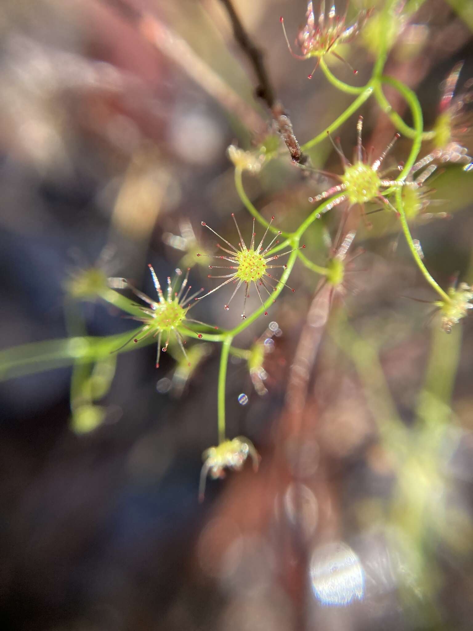 Image de Drosera erythrogyne N. Marchant & Lowrie