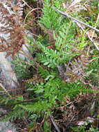 Image of pineland fern