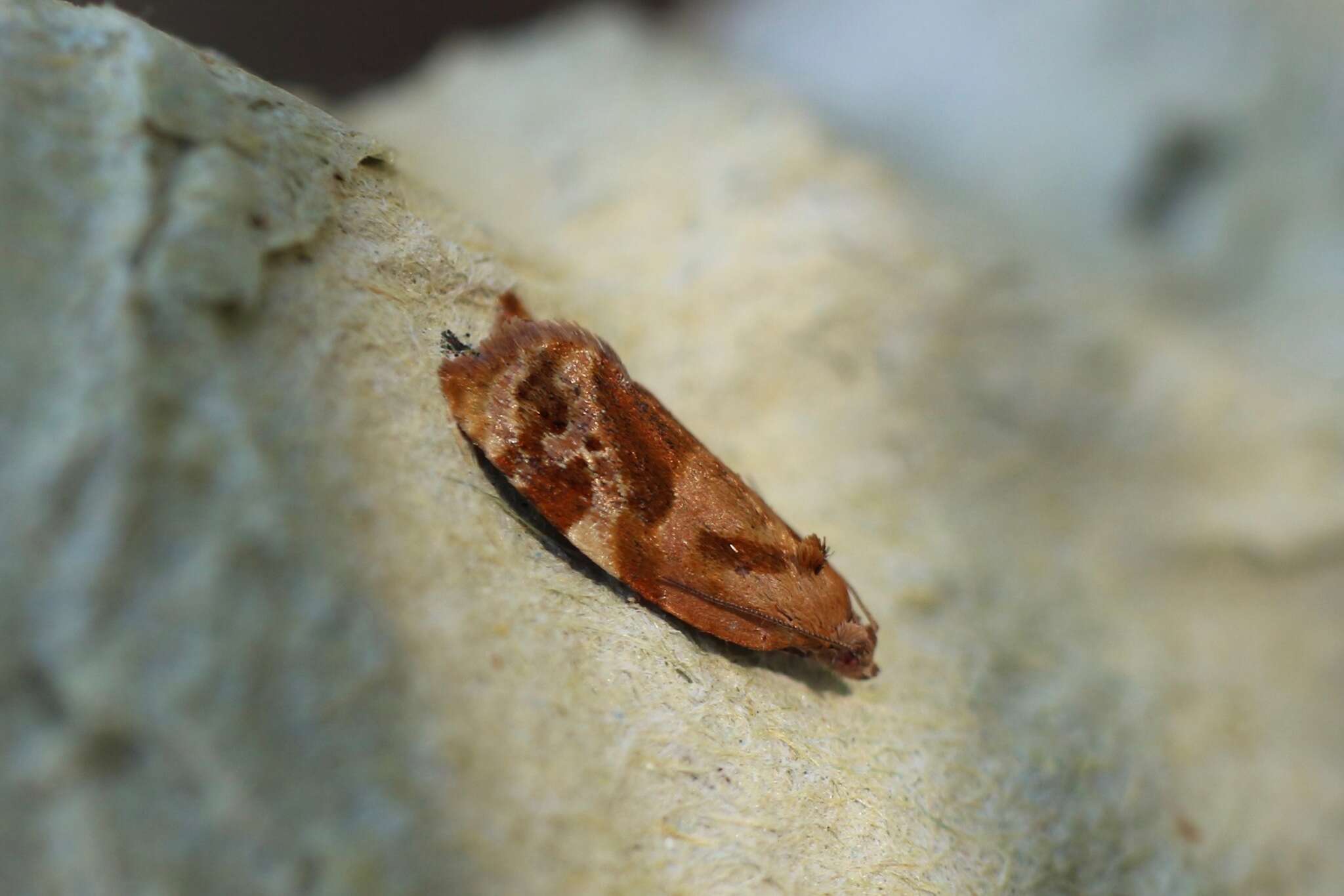 Image of red-barred tortrix