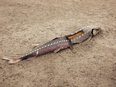 Image of White Sturgeon