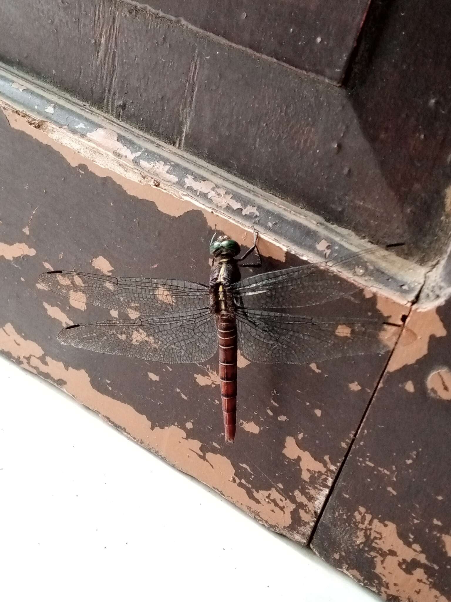 Image de Onychothemis culminicola Förster 1904