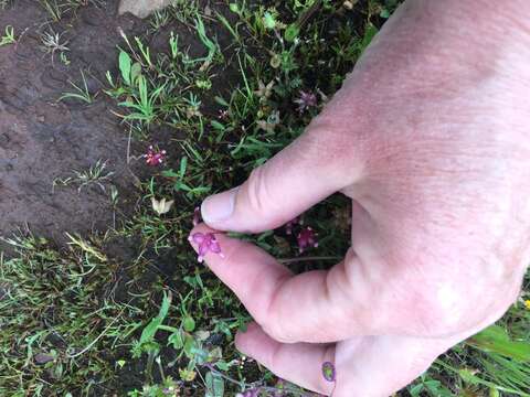 Imagem de Trifolium depauperatum Desv.