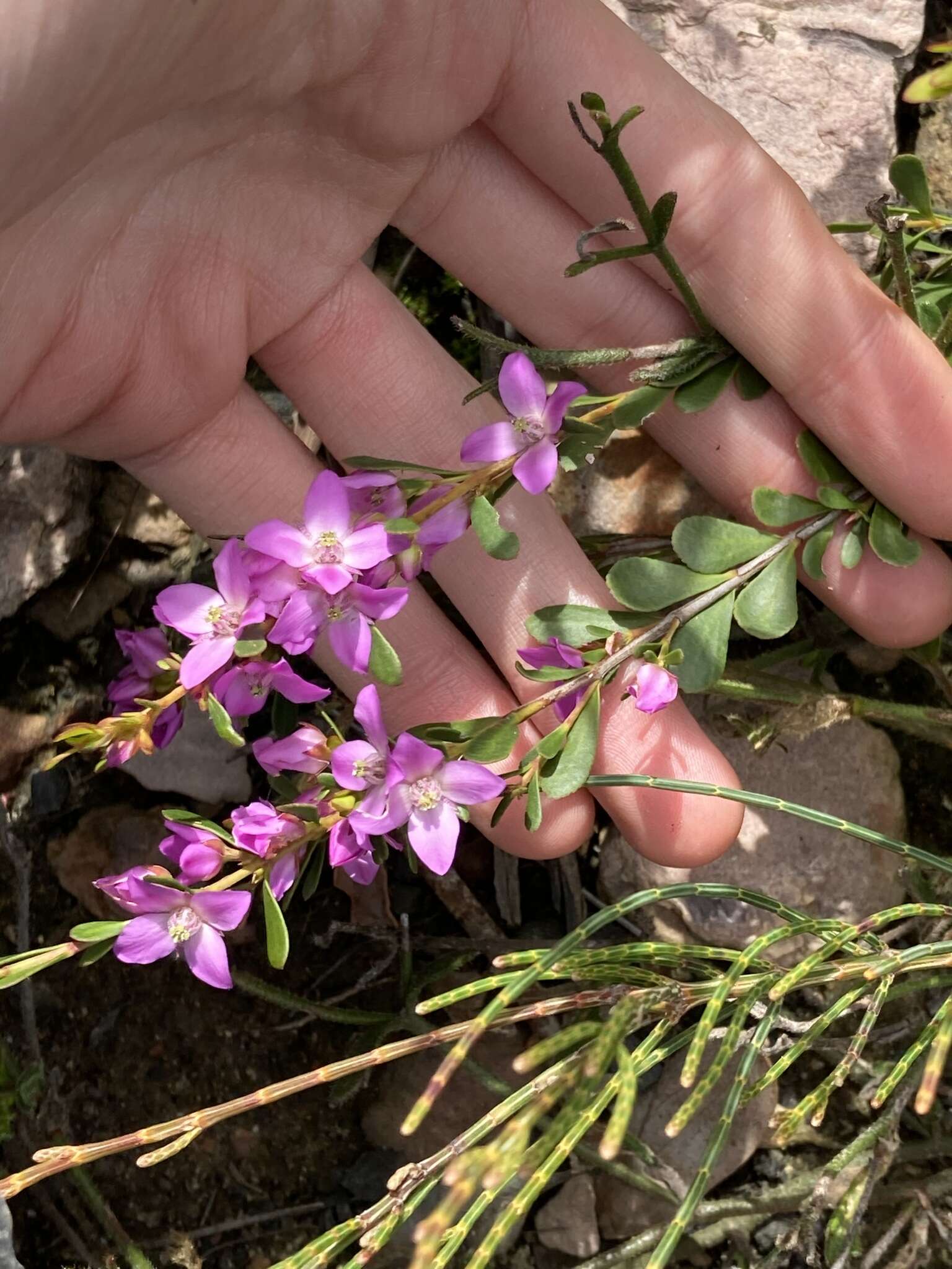 Image of Boronia crenulata Sm.