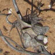 Image of Antirrhinum wislizenii (Engelm. ex A. Gray) Tidestr.