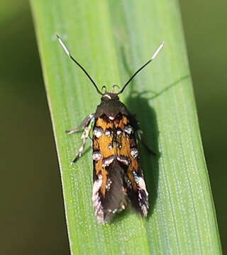 Image of Pancalia leuwenhoekella Linnaeus 1758