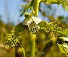 Bipinnula fimbriata (Poepp.) I. M. Johnst. resmi