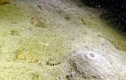 Image of Jenyn&#39;s flounder