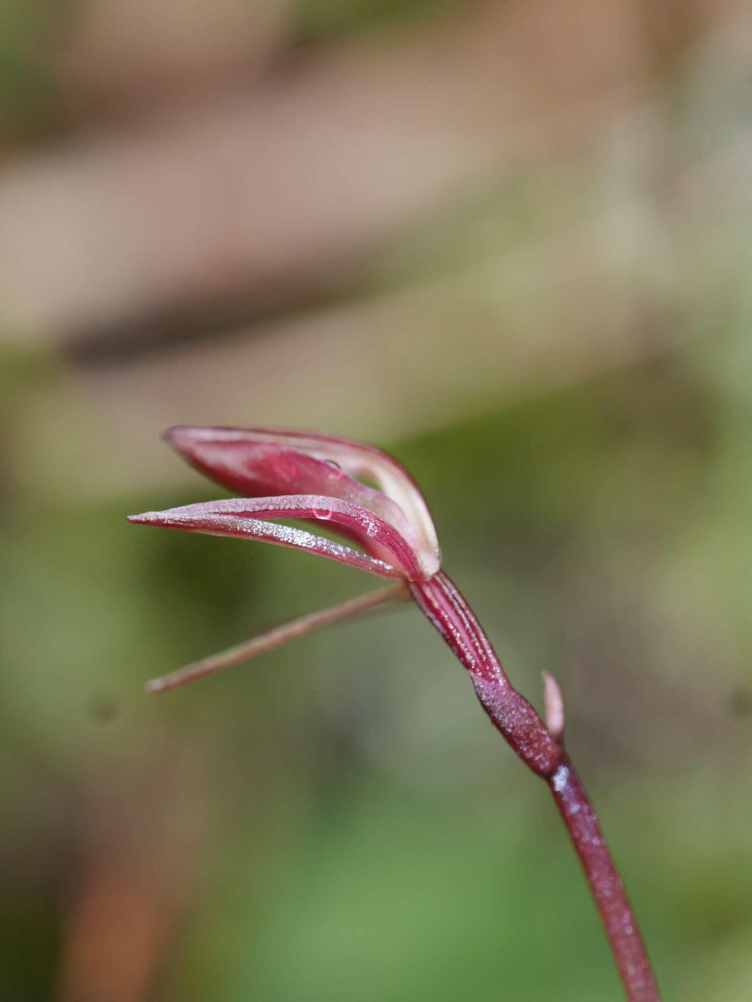 Cyrtostylis rotundifolia Hook. fil. resmi