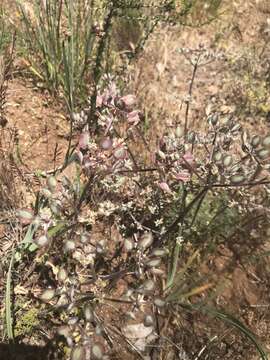 Image de Lomatium dasycarpum subsp. dasycarpum