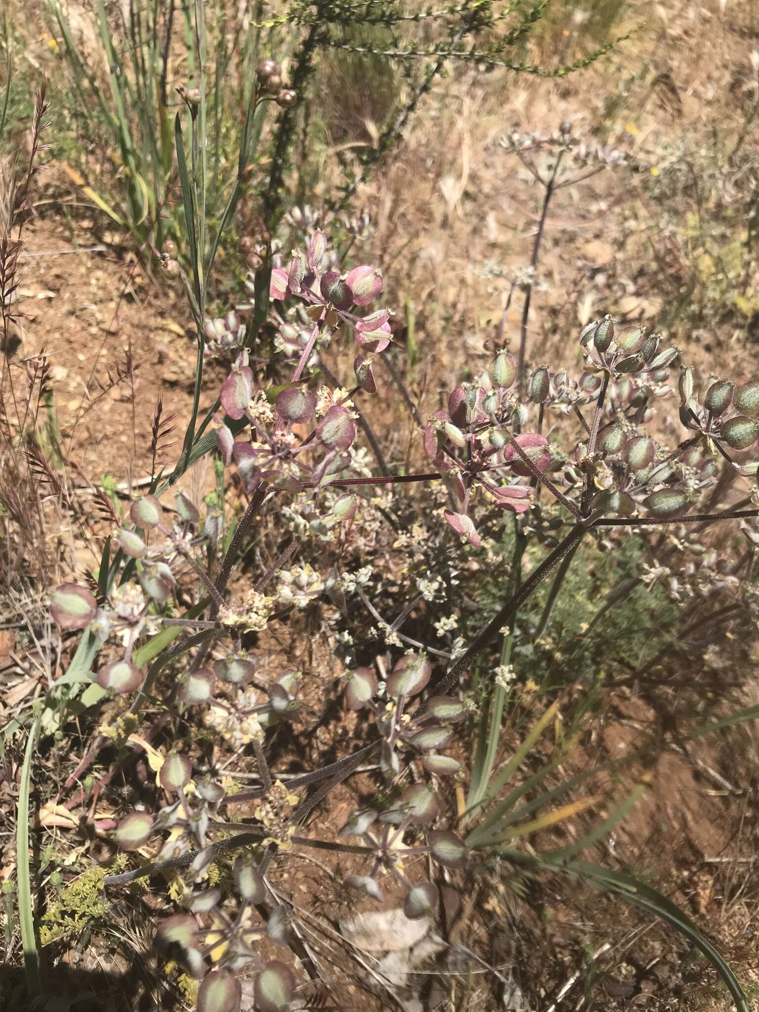 Image of woollyfruit desertparsley