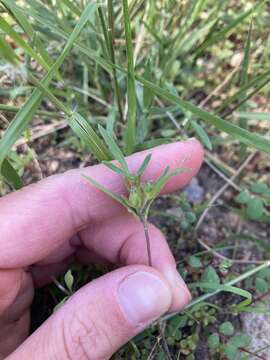 Image of wishbone fiddleleaf