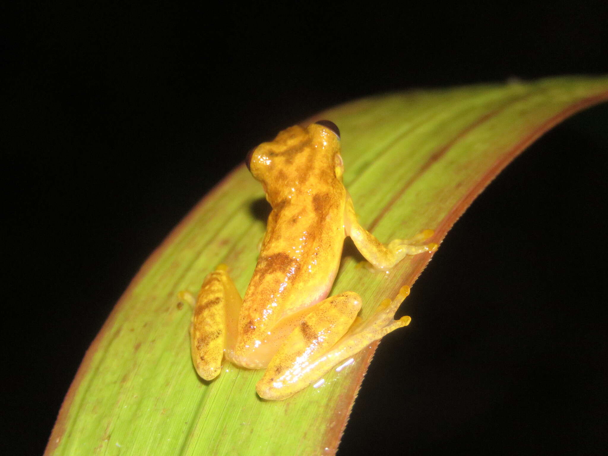 Image of Dendropsophus joannae (Köhler & Lötters 2001)