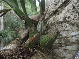 Image of Encyclia alata (Bateman) Schltr.