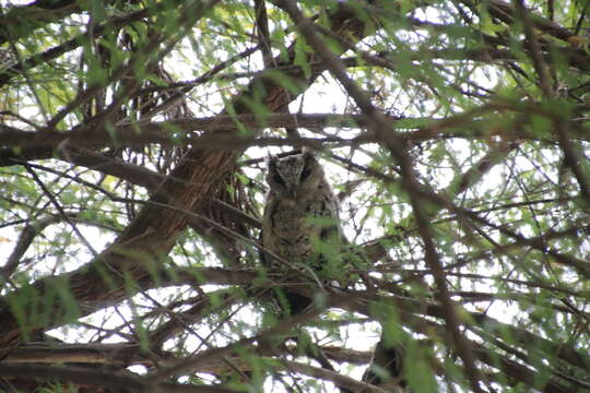 Image of Otus lettia glabripes (Swinhoe 1870)