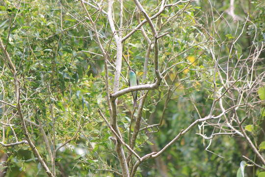 Image of Blue-throated Bee-eater