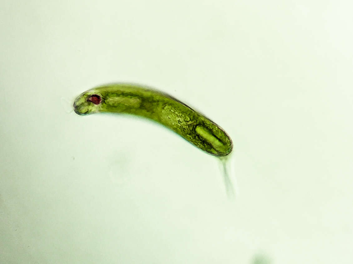 Image of Lepocinclis oxyuris