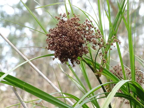 Imagem de Cladium mariscus subsp. intermedium Kük.