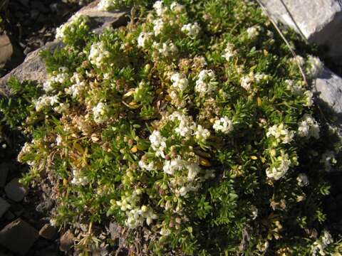 Image de Galium pusillum L.