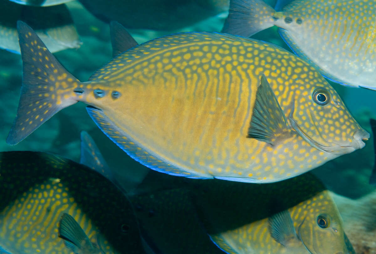 Image of Yellowspotted Sawtail