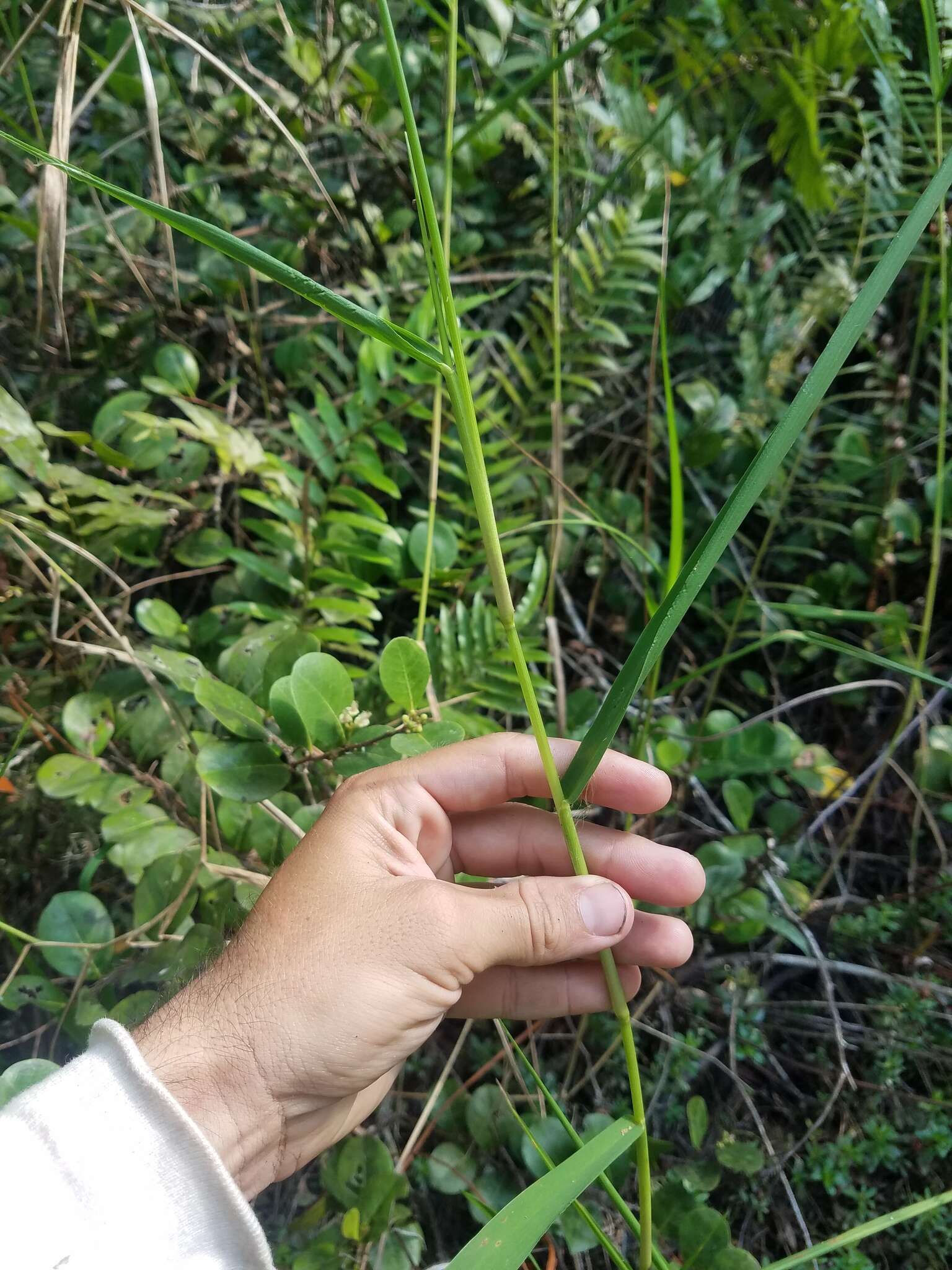 Panicum hemitomon Schult. resmi