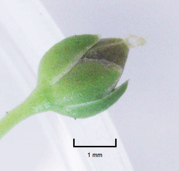 Image of birdeye pearlwort