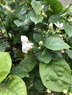 Image of Arabian jasmine