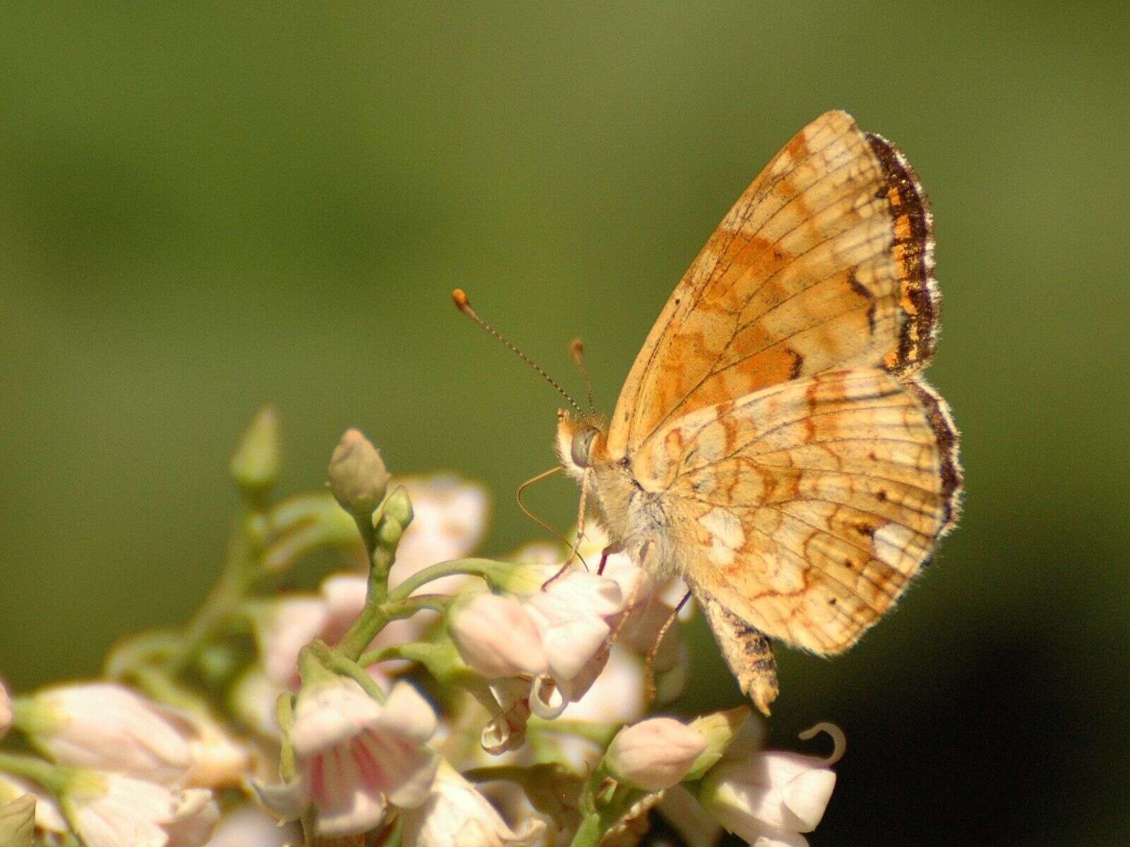 Image de Phyciodes pallida Edwards 1864