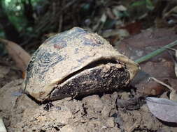 Image of Cuora flavomarginata evelynae Ernst & Lovich 1990