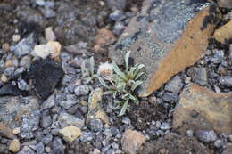 Antennaria friesiana (Trautv.) Ekman resmi