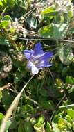 Image of Northern Gentian