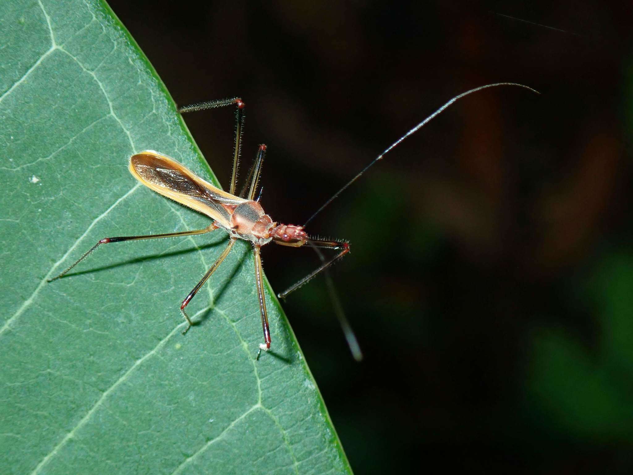 صورة Euagoras plagiatus (Burmeister 1834)