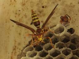 Image of Wasp