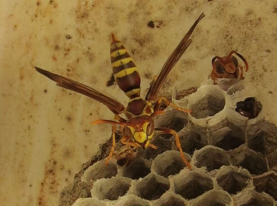 Image of Wasp