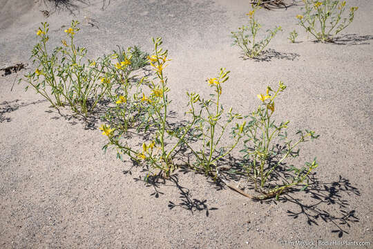 Image of fewleaf spiderflower