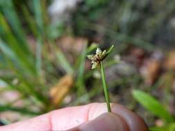 Image de Isolepis inundata R. Br.