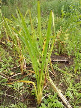 Image of Sparganium erectum subsp. erectum