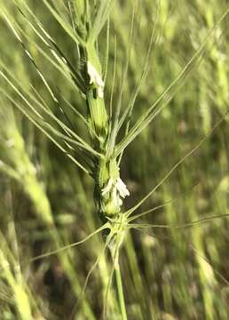 Image de Aegilops triuncialis L.