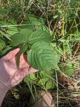 صورة Rubus recurvans Blanchard