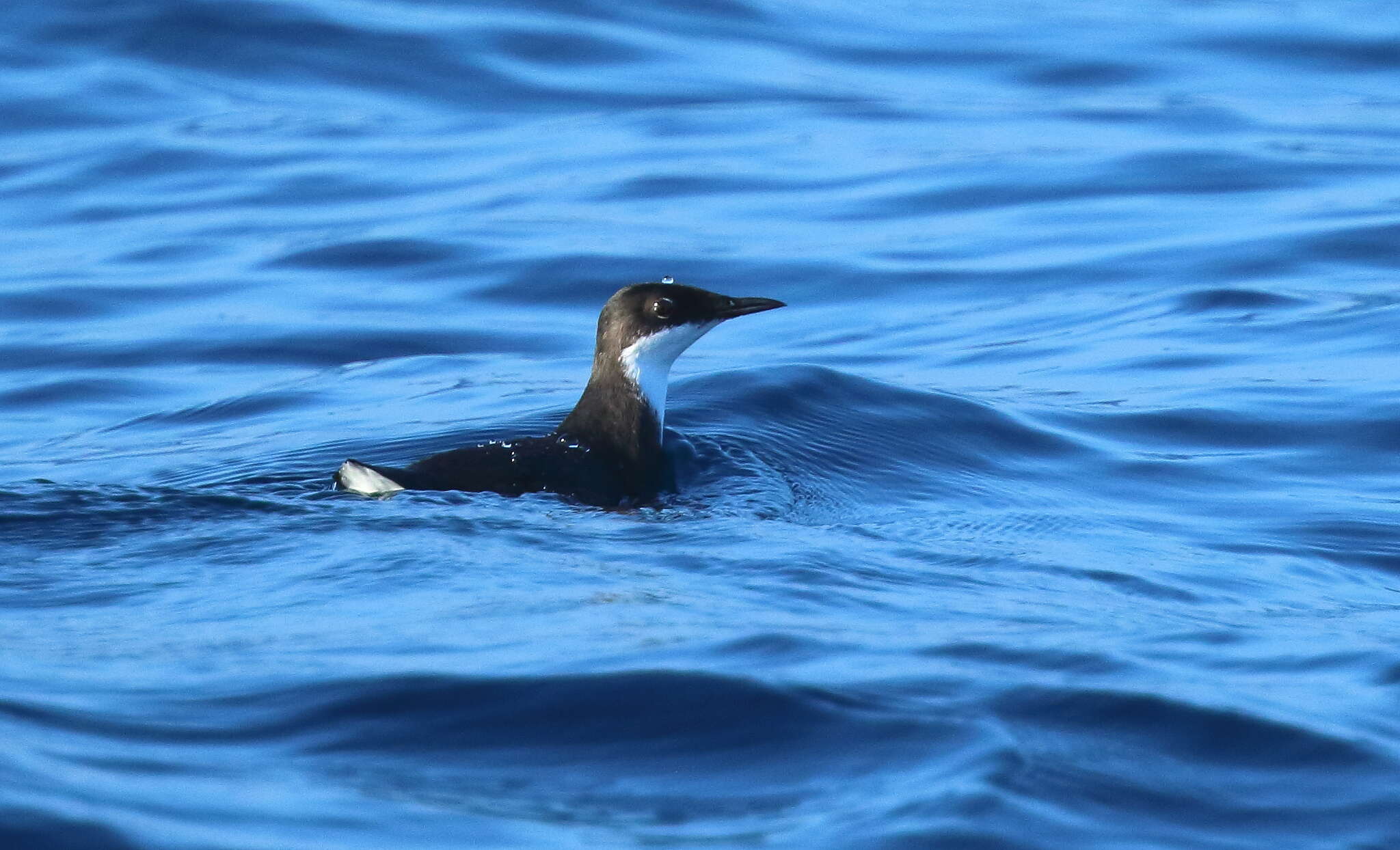 Image of Craveri's Murrelet