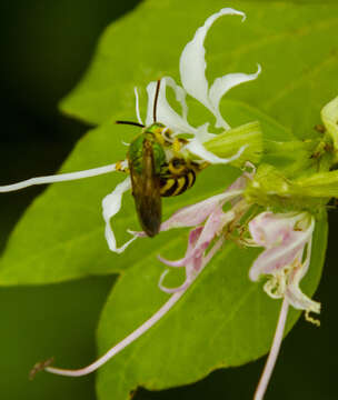 Image of Agapostemon splendens (Lepeletier 1841)