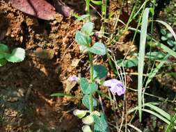 Scutellaria monterreyana B. L. Turner resmi