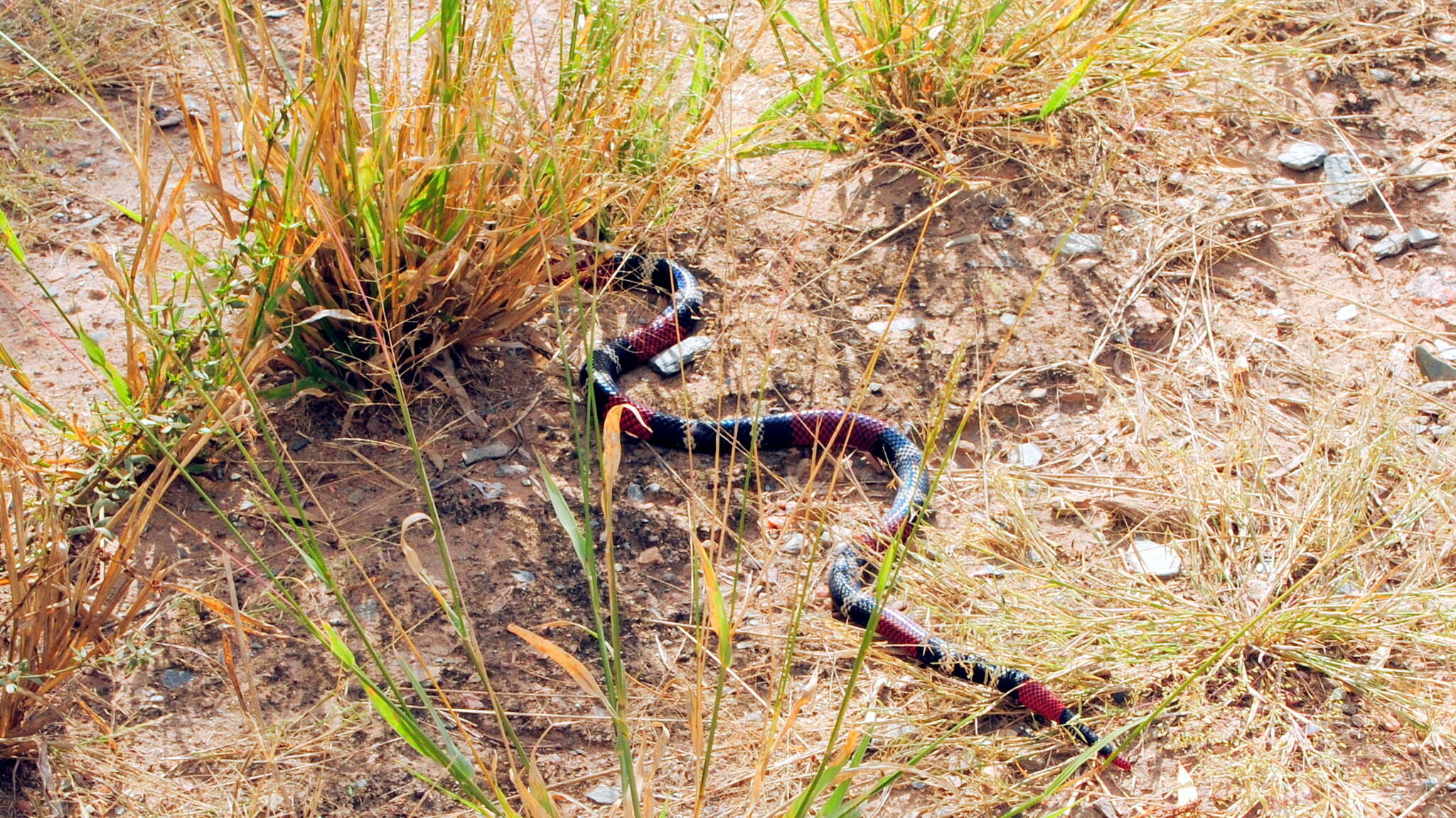 Image of Argentinian Coral Snake